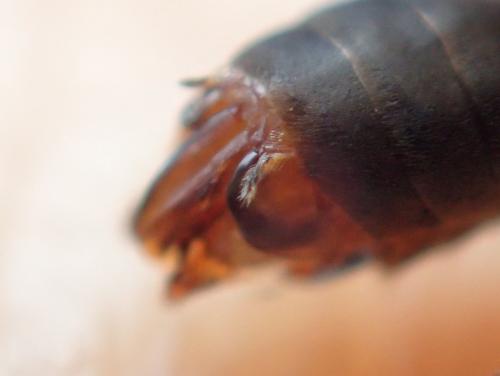 Réf. 197 622 : Formica sp.